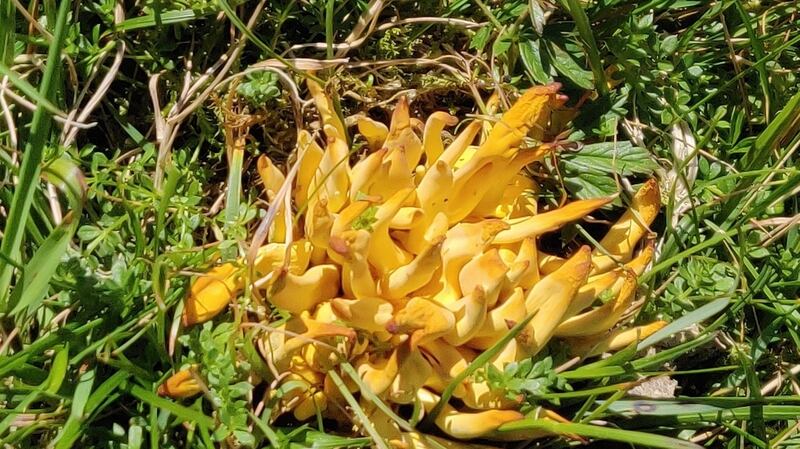 Small stagshorn fungus in Connemara