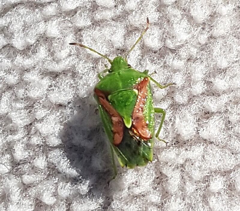 Hawthorn shield bug