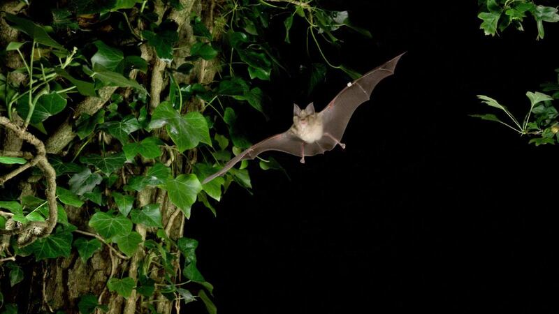 Bats have the ability to tolerate viruses such as Covid-19. Photograph: Daniel Whitby