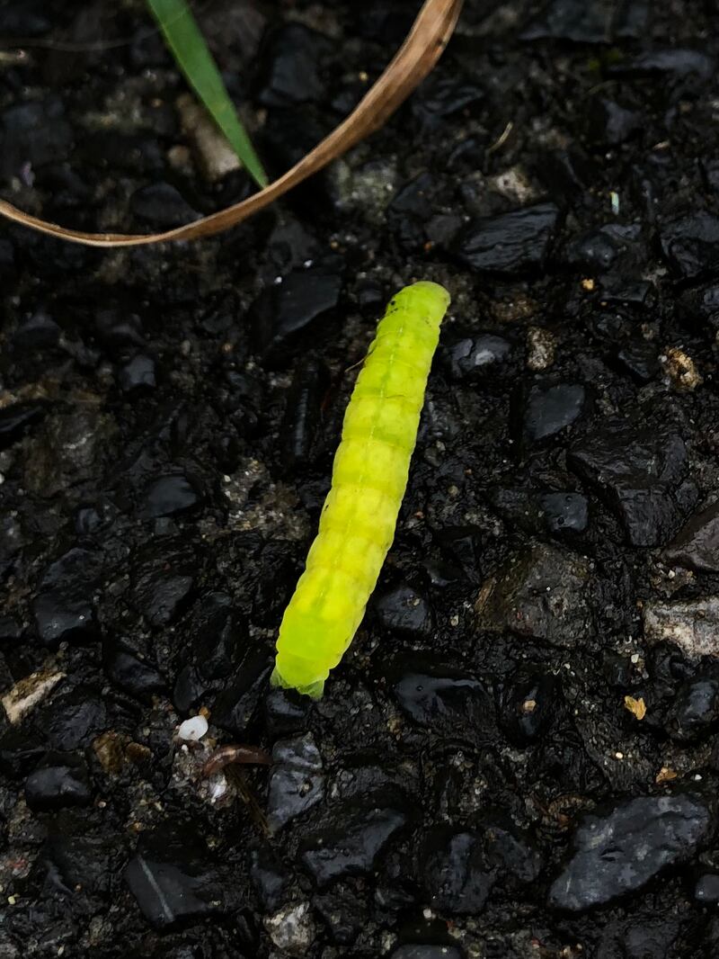 Angle Shades an t-ainm atá ar an mbolb lonrúil seo. Grianghraf: Andrew Leonard