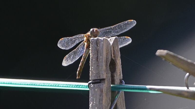 Eyes on nature: the red dragonfly or darter that Colum Clarke photographed
