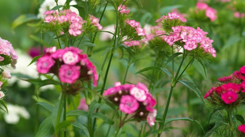 Sweet William growing in an Irish garden. Photograph: Richard Johnston