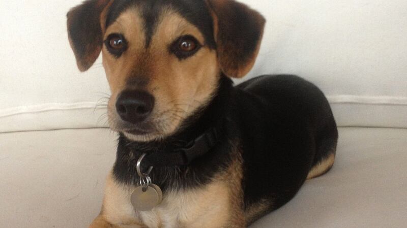 Who let the dog out? Michael McDowell’s dog Duke