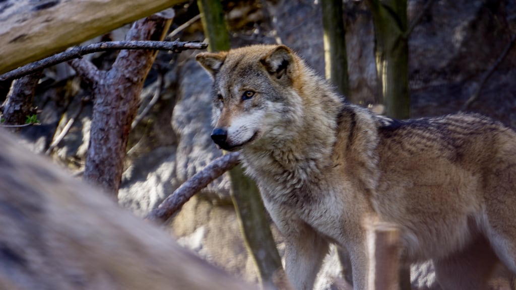 Until now wolves have been protected from being deliberately hunted or captured unless they pose a serious threat to livestock or health and safety. Photograph: Alamy/PA