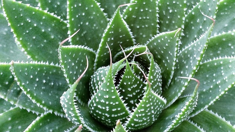 Houseplants are back in vogue, and some like aloe vera have health-giving properties too. Photograph: Getty