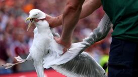 Injured gull rescued from Croke Park during All-Ireland final is ‘doing well’