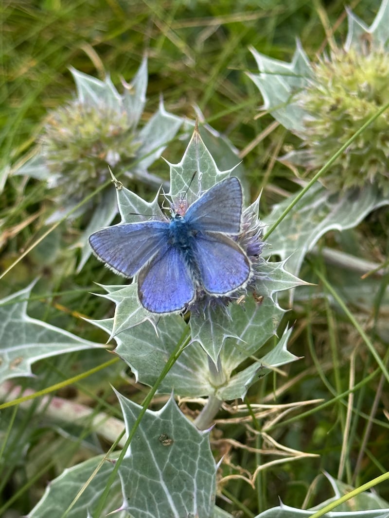 Common blue butterfly. Photograph: Frank Russell