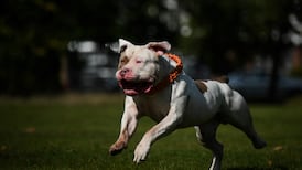 A ban on XL bullies should be considered