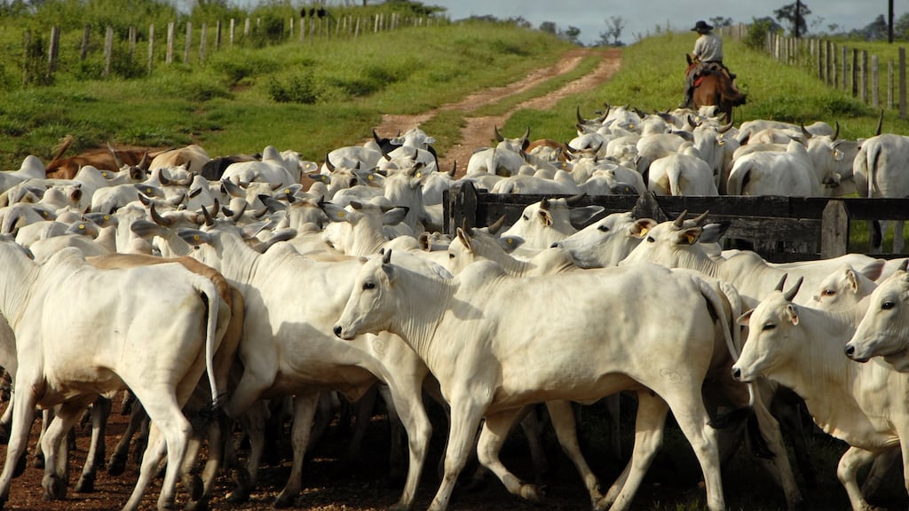 Cattle on a farm in Alta Floresta, Brazil.  JBS is the world’s largest meat producer, with annual sales of in the region of $45bn (€40bn).