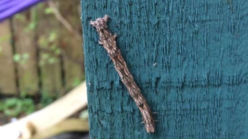 Eyes on nature: the caterpillar of the scalloped oak moth that Seamus Gordon saw in Co Donegal