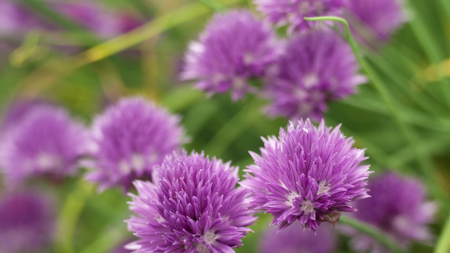 The pretty, edible flowers of chives, a useful herb which can easily be grown in containers. Photograph: Richard Johnston