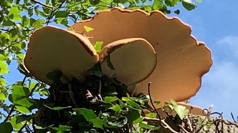 The bracket fungus Dryad’s saddle