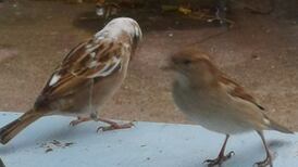 Are leucistic birds ostracised from the flock? Readers’ nature queries