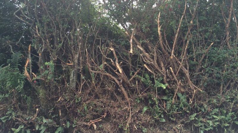 Conservationists say illegal cutting within the banned period is a widespread problem. Photograph: Matilde Ramos Pinto