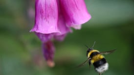 Foxgloves flung far from home but making the most of it