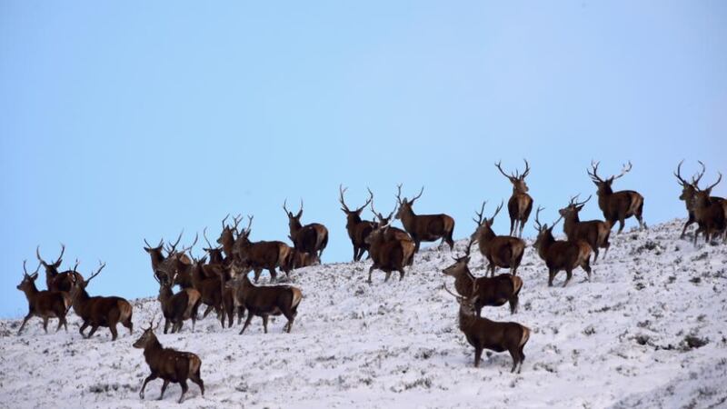 Red deer forage for food in Glenshee as snow hits much of Scotland this week. Photograph: Jeff J Mitchell/Getty Images.