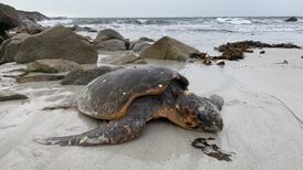 Loggerhead turtle washes up in Connemara after ‘Nemo’-like epic