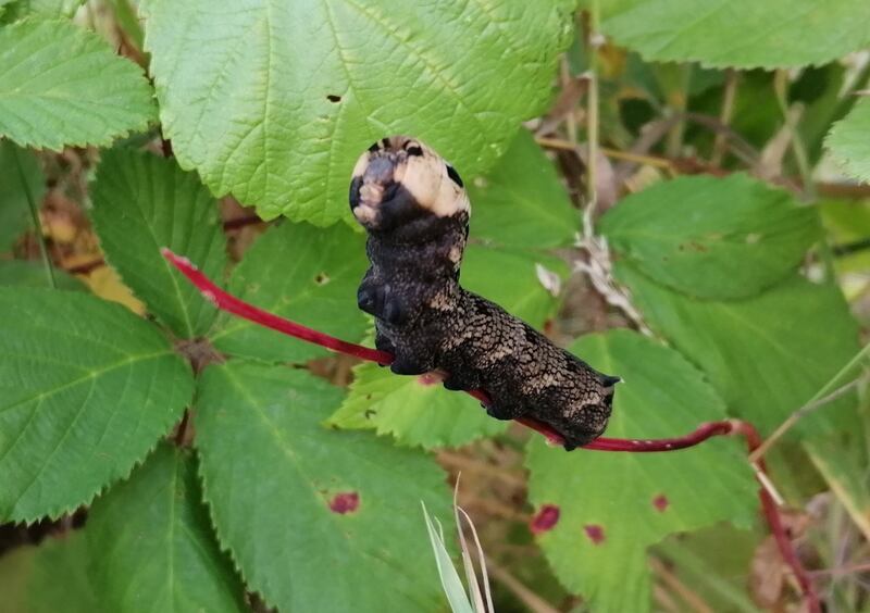 Caterpillar of the death’s head hawkmoth