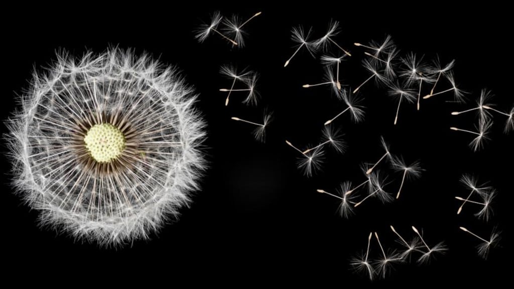 “Snowflakes, leaves, dandelion clocks, pappus fluff falling, falling, to the core of the world”