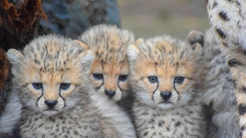 Three of a kind: Photograph: Liam McConville