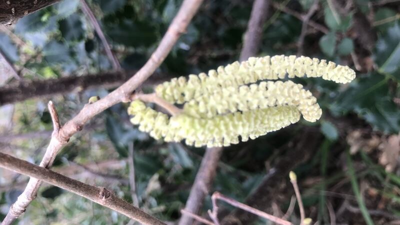 Male catkin flowers of the hazel tree