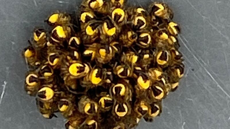 Offspring of the common garden spider