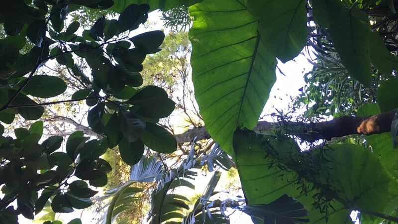 Wendy’s Secret Garden, a beautiful somewhat hidden gem in Lavender Bay, minutes by ferry from the city centre