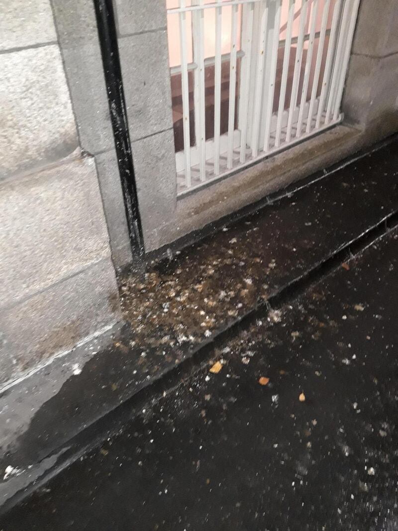 Fouling ‘next to the minister’s entrance’ were some of the pest issues recorded at Leinster House during the past six months.