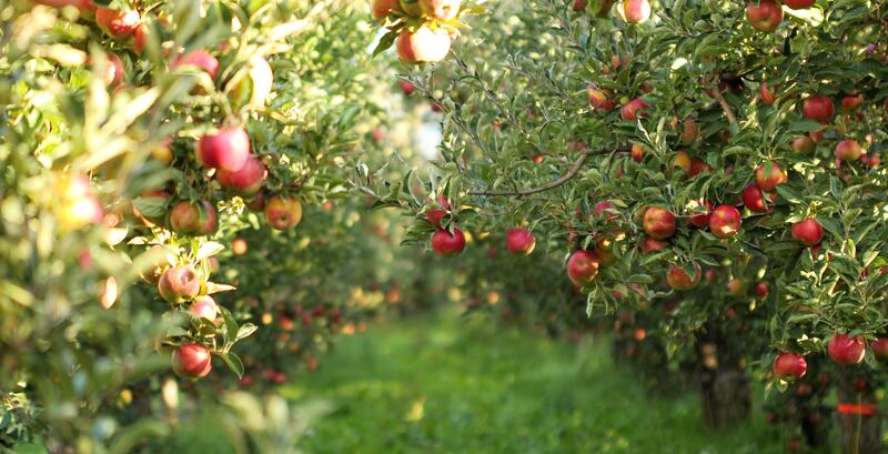 Apple trees are now heavy with ripe fruit that should be harvested in the coming weeks before it’s damaged by birds and insects. Photograph: Getty