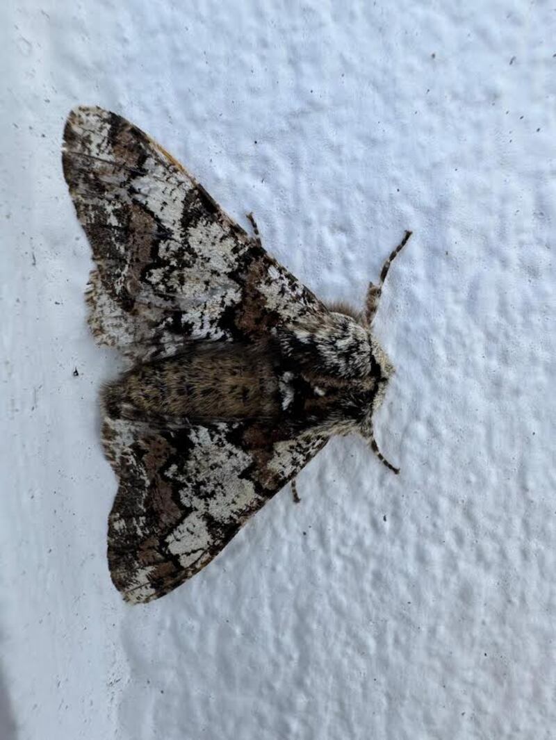 Oak beauty moth. Photograph: Frank Russell