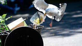 Bird’s eye: Gulls ‘choose what to eat by watching humans’ - study