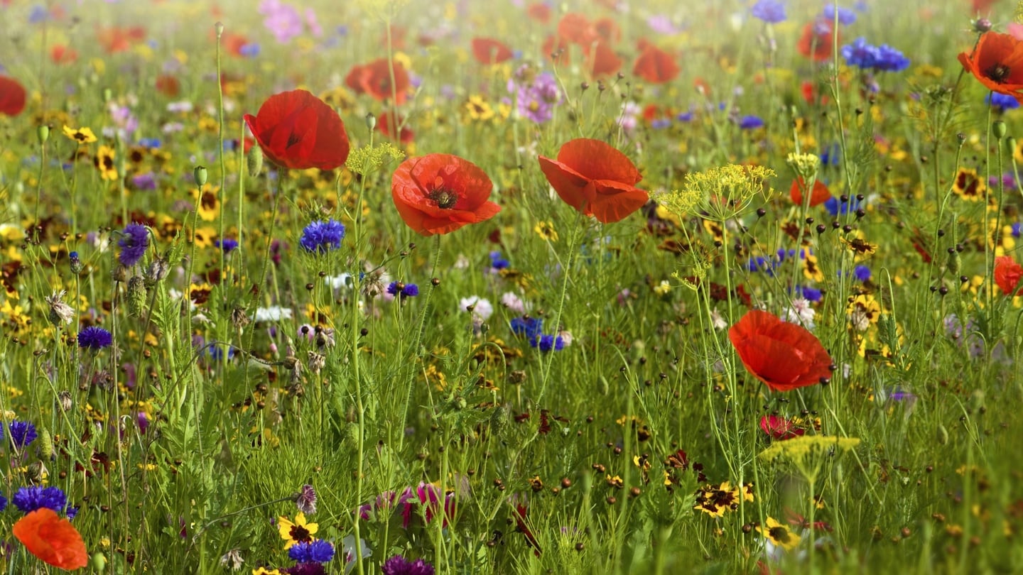 Many fast-growing, ornamental varieties of hardy and half-hardy annuals can be sown this month to give months of colourful flowers for just the price of a few packets of seed. Photograph: Getty