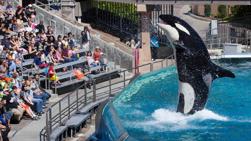 Visitors are greeted by an Orca killer whale as they attend a show featuring the whales during a visit to the animal theme park SeaWorld in San Diego. Photograph: Reuters