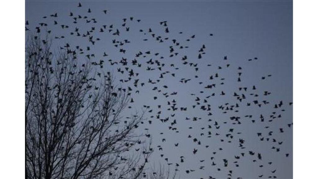 A flock of blackbirds searches for trees to perch on in the town on Hopkinsville, Kentucky, earlier this week. Photograph: Harrison McClary/Reuters