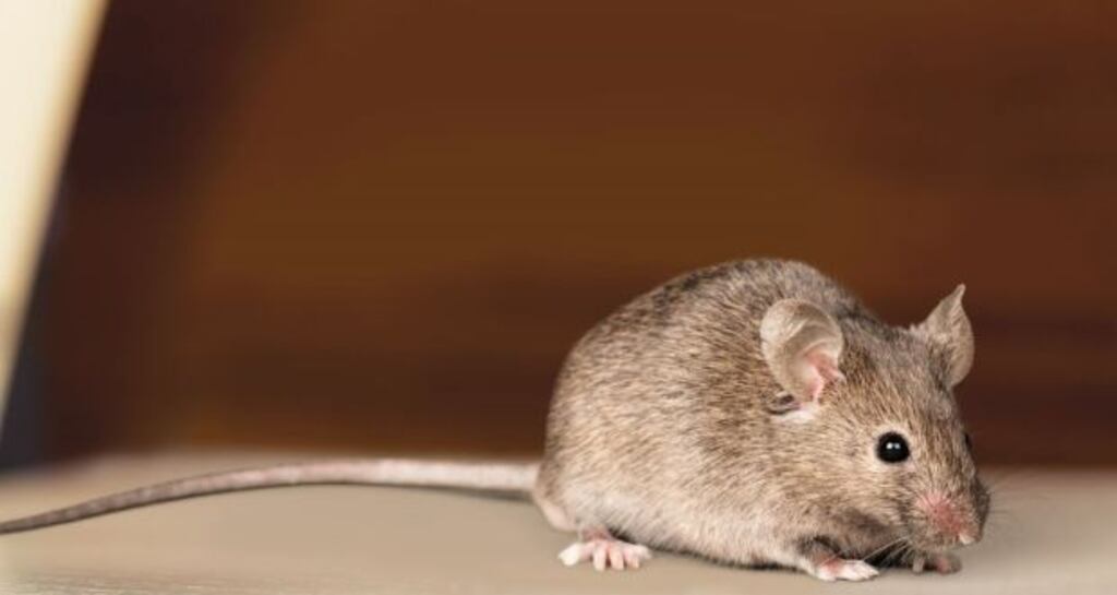 The presence of rodents and other pests presents a grave and immediate danger to consumers’ health, said the Food Safety Authority of Ireland. Photograph: iStock
