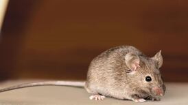 Raw sewage and rodents account for record food-safety closures
