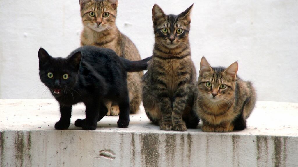 The arrest follows a Sussex Police investigation during the past 18 months into at least 25 cats who have been killed or seriously injured in Brighton.