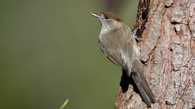 Beautifully sonorous blackcaps have discovered the key to a comfortable life
