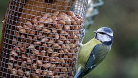 Is it too late to put out a nest box for blue tits? Readers’ nature queries