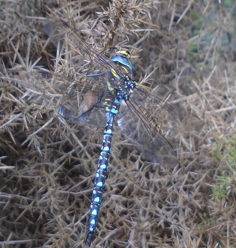 Common hawker dragonfly