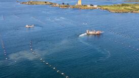 Several farmers had a notion to grow ‘something different’ in west Cork in the 1980s.  The idea took off