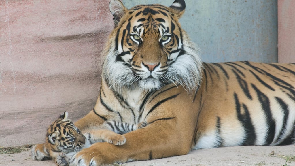 The new Sumatran tiger cub at Fota Wildlife Park in Carrigtwohill, Cork, with its mother Dourga. Photograph: Darragh Kane