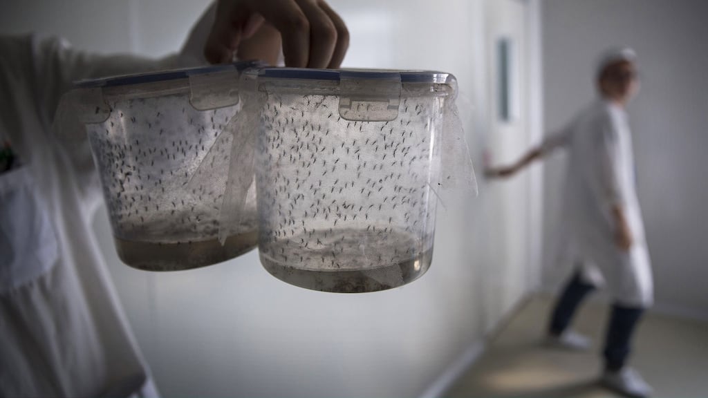 Mosquitos, in the world’s largest mosquito factory   in Guangzhou, China, used for Zika research. Photograph: Kevin Frayer/Getty Images