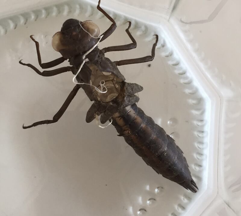 Dragonfly larva case