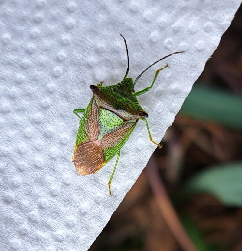 Hawthorn shield bug. Photograph: Frank Rafter