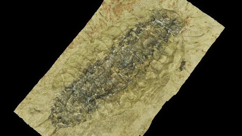 3D rendering of Oxyuropoda obtained using digital microscopy...courtesy of Dr Ninon Robin.