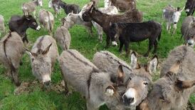 More than 70 donkeys face death as Donegal sanctuary struggles
