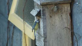 Why do blue tits insist on pecking the nestbox? Readers’ nature queries