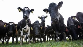 Northern Ireland dairies anxious over trade mark