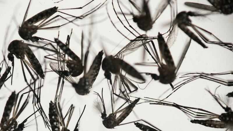 Aedes aegypti mosquitoes: primarily transmits the Zika virus and is present in about 30 US states. Photograph: Felipe Dana/AP Photo